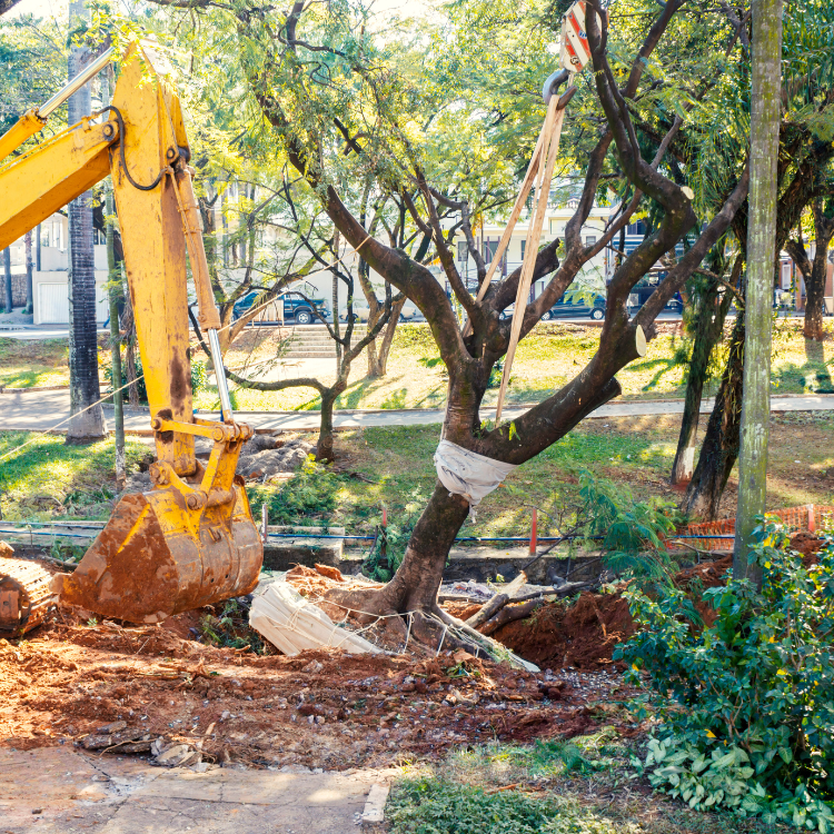 Tree Trimming and Removal in Farmington Hills, Michigan Tree Trimming and Removal in Farmington Hills, Michigan